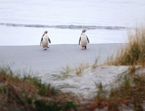 penguins walking